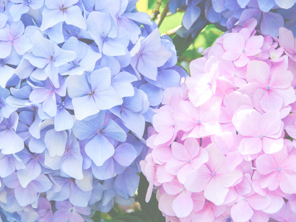 淡い紫とピンクの紫陽花の花が咲く様子